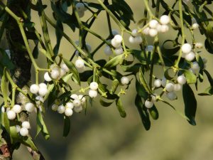 mistletoe-berries-16395